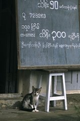 Cat sitting under a blackboard Burma