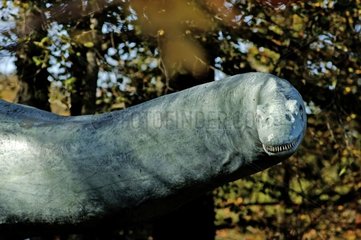 Rekonstitution eines Apatosaurus im Vergnügungspark
