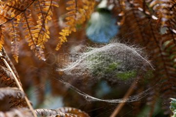 Spinnennetz in Fern zahlt baskisches Frankreich
