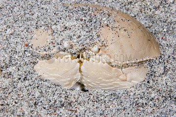 Box crab burrying itself in sand Gili Banta Indonesia