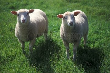 Deux moutons Mérinos de l'Est Ouessant