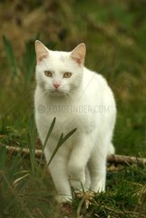 White cat going in grass
