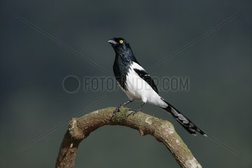 Magpie tanager on a branch Brazil
