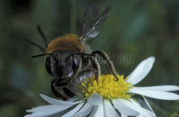 Binden Sie eine Biene  die eine PNR -Vosgesblume aus dem Norden des Elsass veranstalten