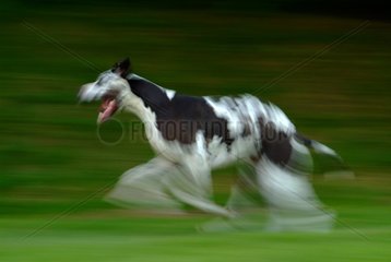 German mastiff harlequin running in the grass France