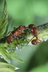 Kommunikation zwischen Ameisenzuchtblattläusen