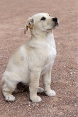 Portrait of a Labrador puppy sitting