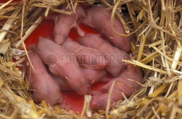 Jeunes Hamsters Dorés de 3 Jours