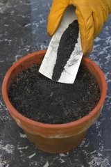 Poudre de charbon utilisée comme fongicide sur jeune semis