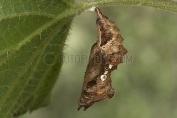 Chrysalis von Comma Butterfly Bourgogne Frankreich