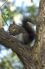 Eastern Gray Squirrel eating sat on a branch East USA