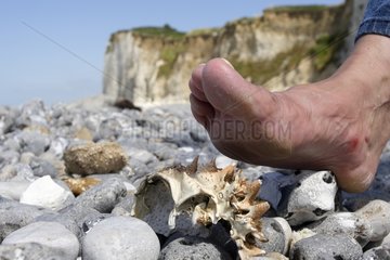 Foot and crustacean shells on the beach Pourville-sur-mer