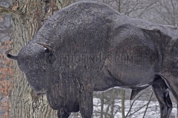 Rule of a European Bison in the park of Bialowieza