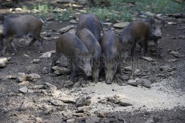 Gruppe Wildschweine des Zucht essen Frankreich