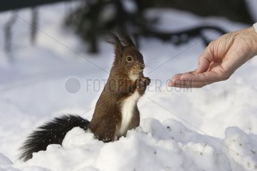 Eurasische rote Eichhörnchen isst im Winter einen Samen im Schnee