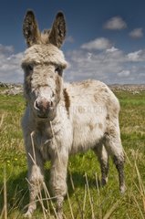 Tamed donkey in Irish landscape County Galway Ireland