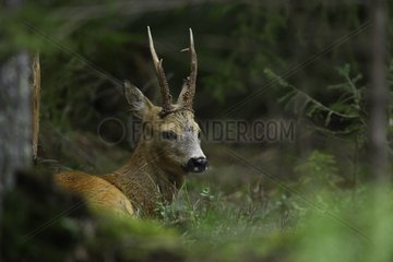 Portrait of a male Roe deer Spain