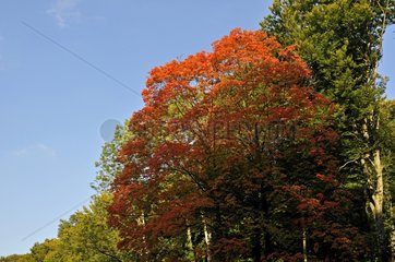 Gemäßigter Wald und Herbstfarben Franche Comté Frankreich