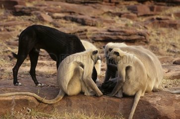 Northern Plains Grey Langurs teilen sich mit einem Hund Indien