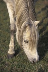 Welsh Pony  der in Brenne Frankreich lebt