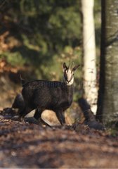 Chamois on the lookout in the woods Neuchatel Switzerland