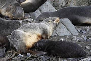 Antarctic furseals sleeping Elsehul South Georgia