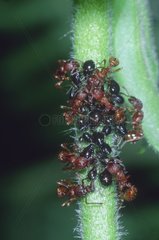 Ant group breeding aphids