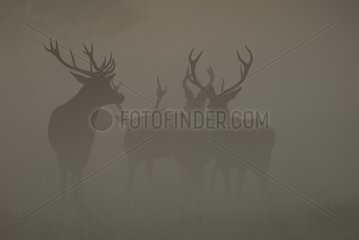 Group males Red deer in the fog