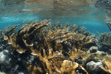 Corail corne-d'élan à faible profondeur Belize
