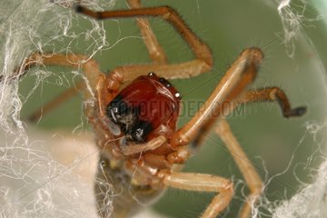 Sac Spider in its cobweb Bax Haute-Garonne