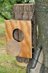 Branch managed to dig nest box Franche-Comte France