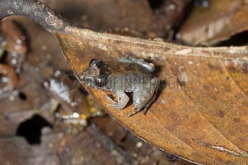 Slender-Finger-Kröten auf toterer Franzosen Guayana