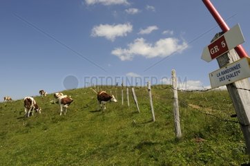 Montbeliard -Kühe im Sommer und Panels von GR
