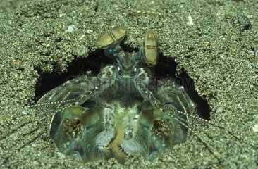 Mantis shrimp at the entrance of its burrow Colombia