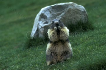 Marmotte des Alpen Dirch France