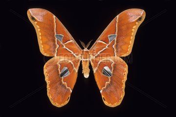Butterfly Rotschildia French Guiana
