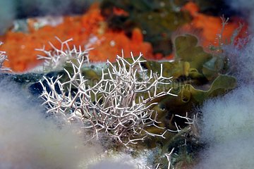 Calcareous alga