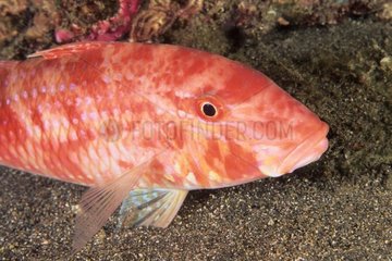 Goqtfish Sulawesi Indonesia