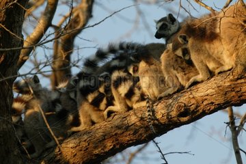 Ringed-tailed Lemurs Waking up Berenty reserve Madagascar