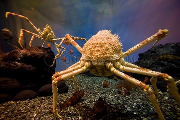 Krabbe Japans am Boden des Aquariums Japan