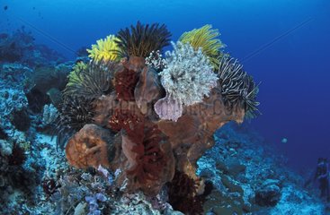 Feather Stars growing on Sponges Indonesia