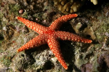 Peppermint sea star Red sea