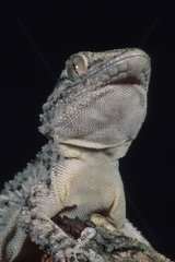 Portrait of a Crocodile Gecko Sardinia Italia