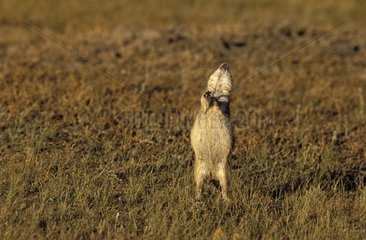 Prairie Dog alert Grasslands National Park Canada