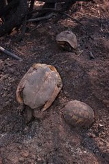 Cadavres de tortues d' Hermann Massif des Maures