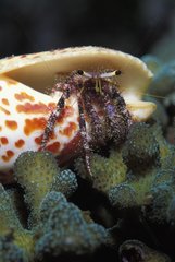Hermit Crab moving on corals Indonesia