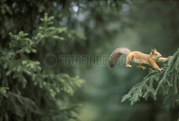 Ecureuil roux sautant d'un arbre à l'autre