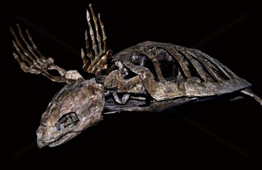 Skeleton of Archelon Turtle Denver USA