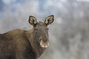 Female Elk watching Lawnes Flatanger Norway