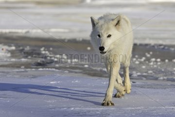 Wolf walking in the snow in the USA